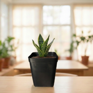 Snake Plant